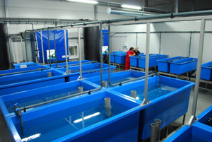 FRP Breeding Fish Tank Fish Pond