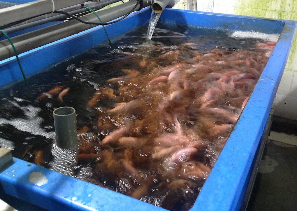 Réservoir d'aquarium en fibre de verre pour la pisciculture