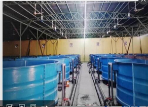 Réservoir de poissons d'aquaculture en fibre de verre grands volumes